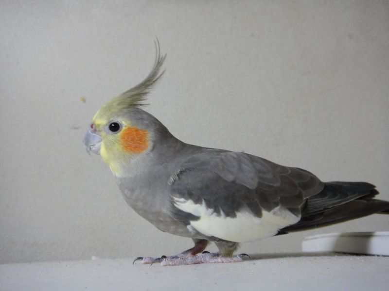 20100816040032