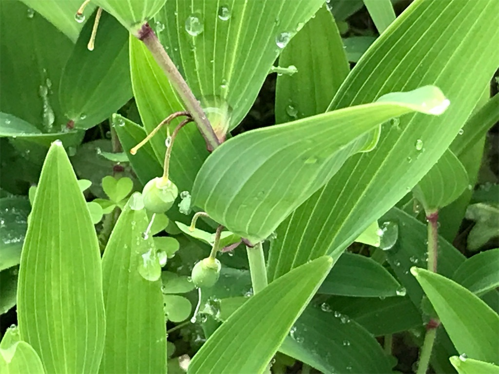 f:id:kmichix:20190326213648j:image f:id:kmichix:20190326213648j:image