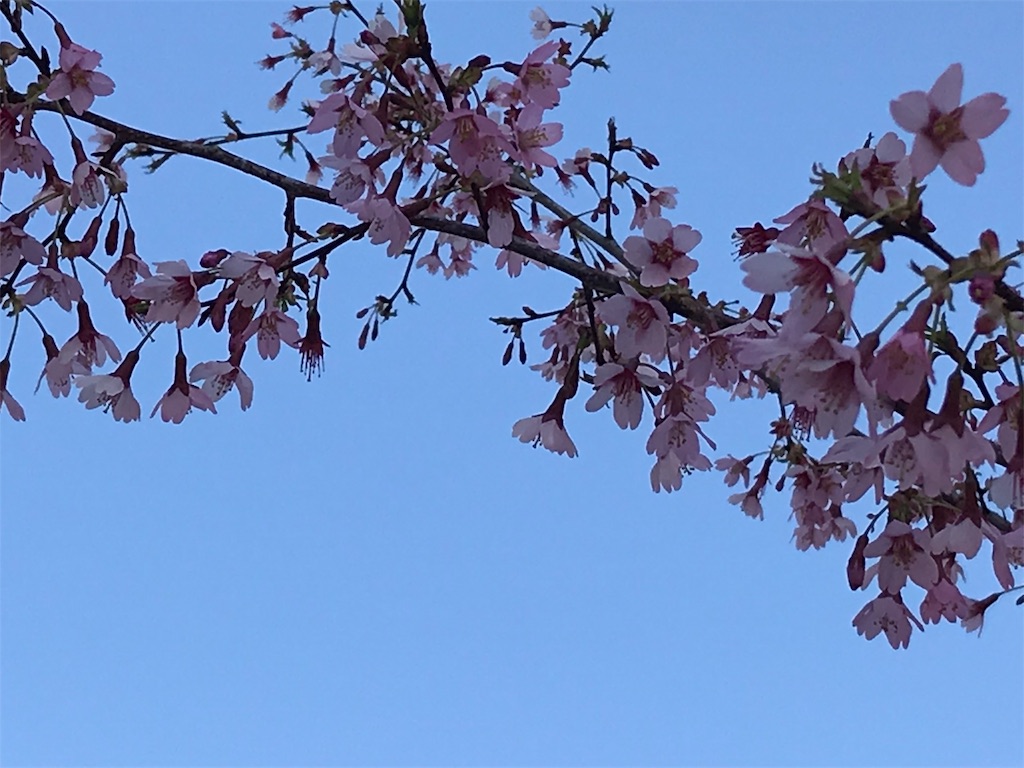 f:id:kmichix:20190330225534j:image f:id:kmichix:20190330225534j:image
