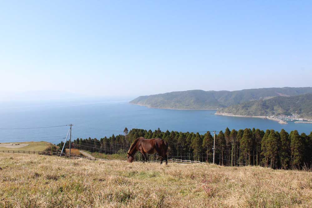 御崎馬 宮崎県串間市に生息する半野生の馬 桃山堂ブログ
