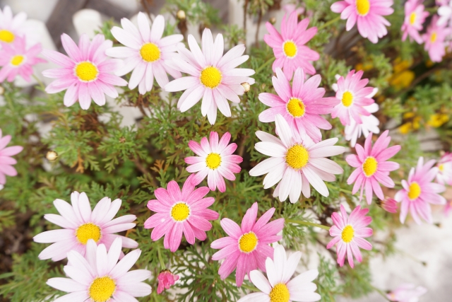 f:id:kmomiji:20190510130853j:plain