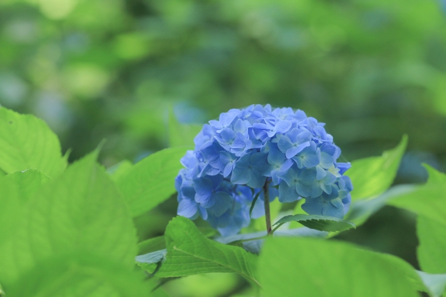 f:id:kmomiji:20190701132453j:plain