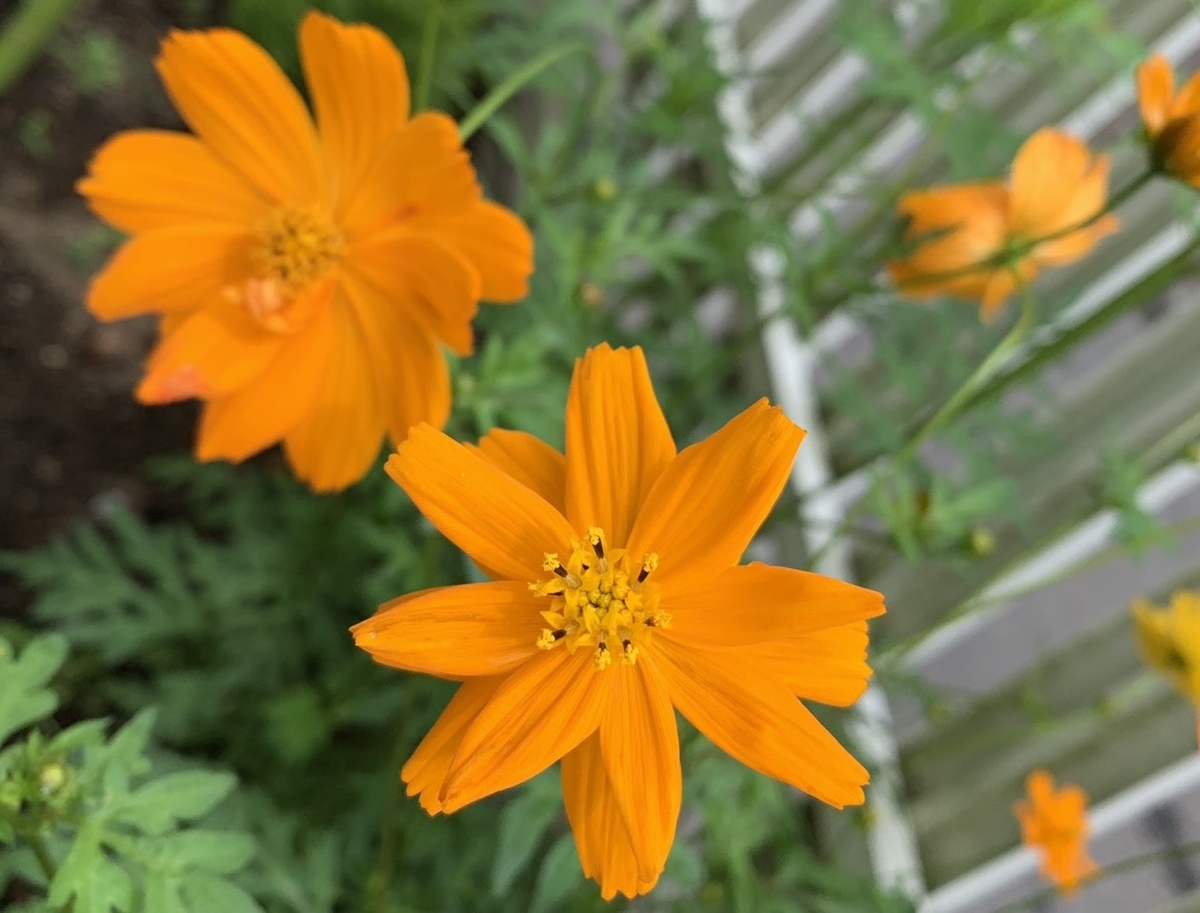 f:id:kmomiji:20190801194220j:plain
