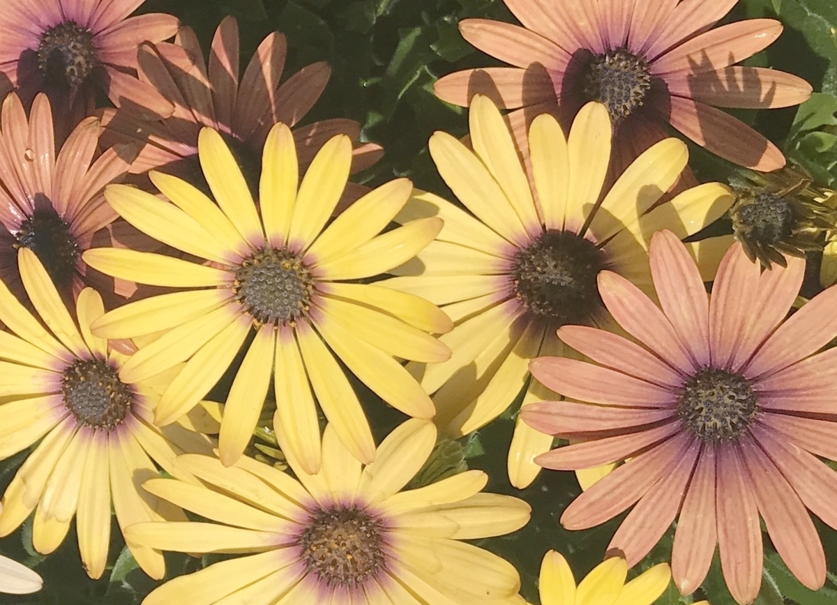 f:id:kmomiji:20190902233256j:plain