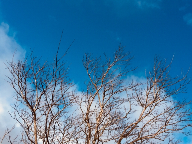 f:id:kmomiji:20200308130039j:plain