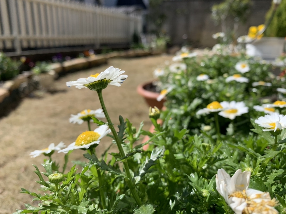 f:id:kmomiji:20200308131736j:plain