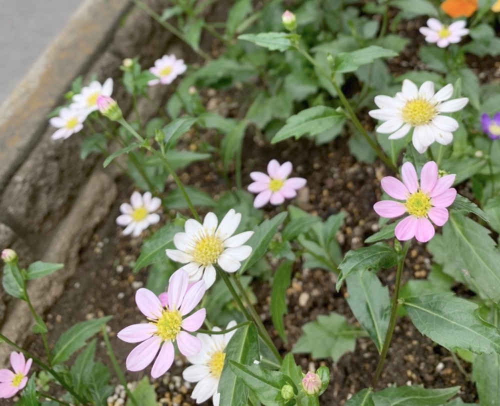 ミヤコワスレ 同じ茎から違う色 花色が変わった きれいの素