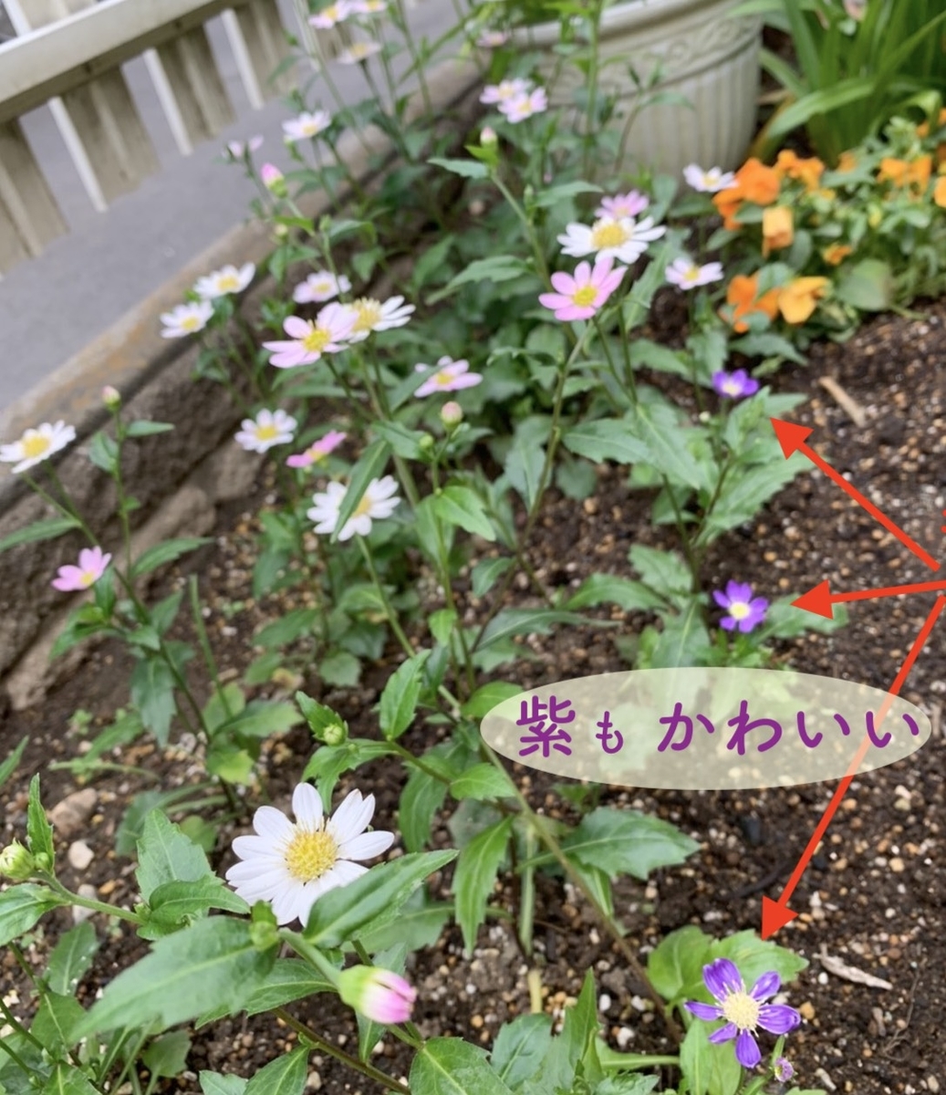 ミヤコワスレ 同じ茎から違う色 花色が変わった きれいの素
