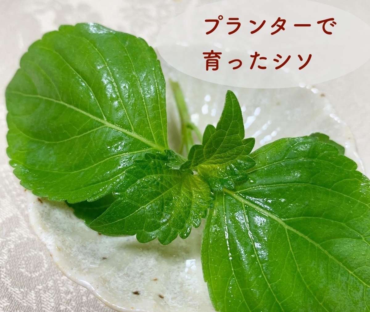 プランター菜園の シソの葉 おいしい 食に栄養と彩りを きれいの素