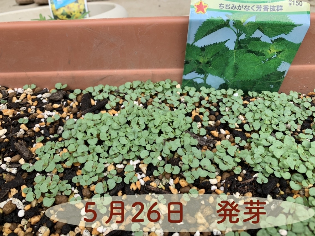 プランター菜園の シソの葉 おいしい 食に栄養と彩りを きれいの素