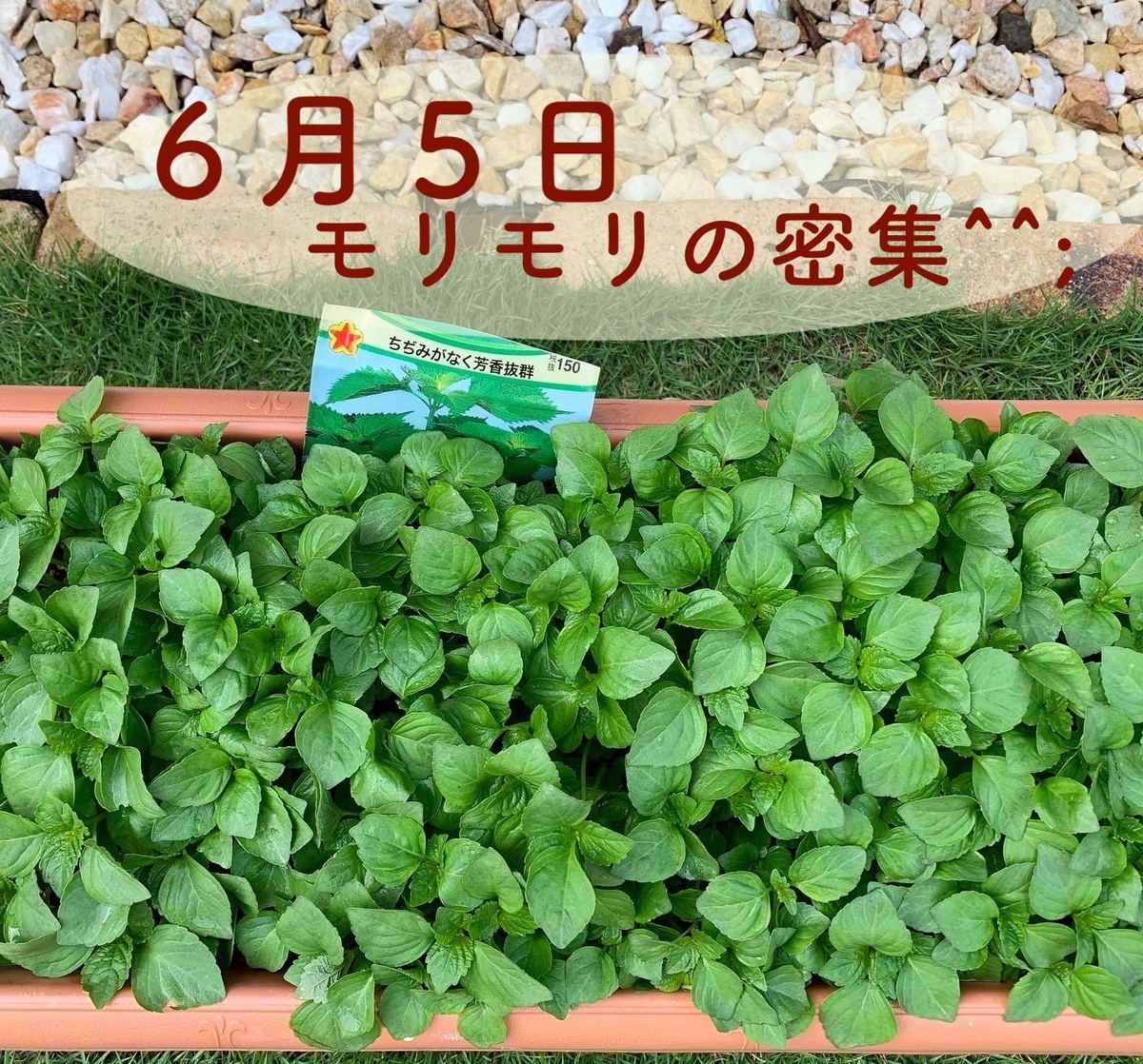 プランター菜園の シソの葉 おいしい 食に栄養と彩りを きれいの素