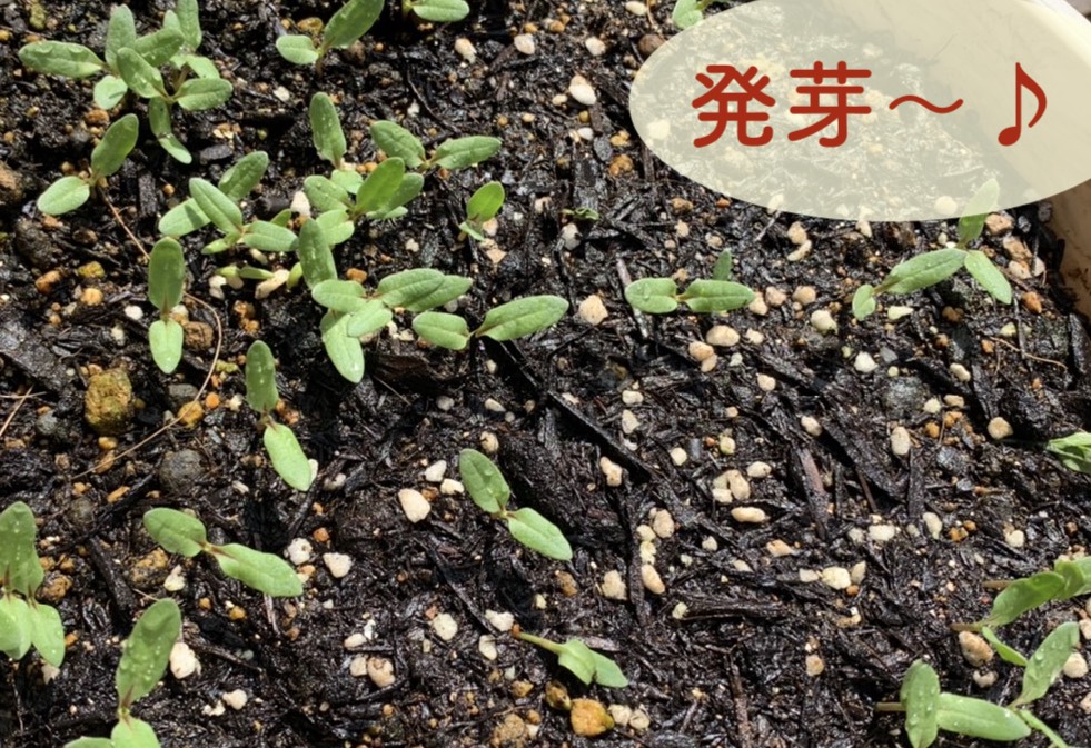 初夏の花壇にピンクのカスミソウ 種まきから種を取るまで きれいの素