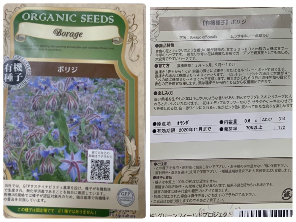 エディブルフラワーのボリジを育てて食べてみた きれいの素 エディブルフラワーのボリジを育てて食べてみた きれいの素