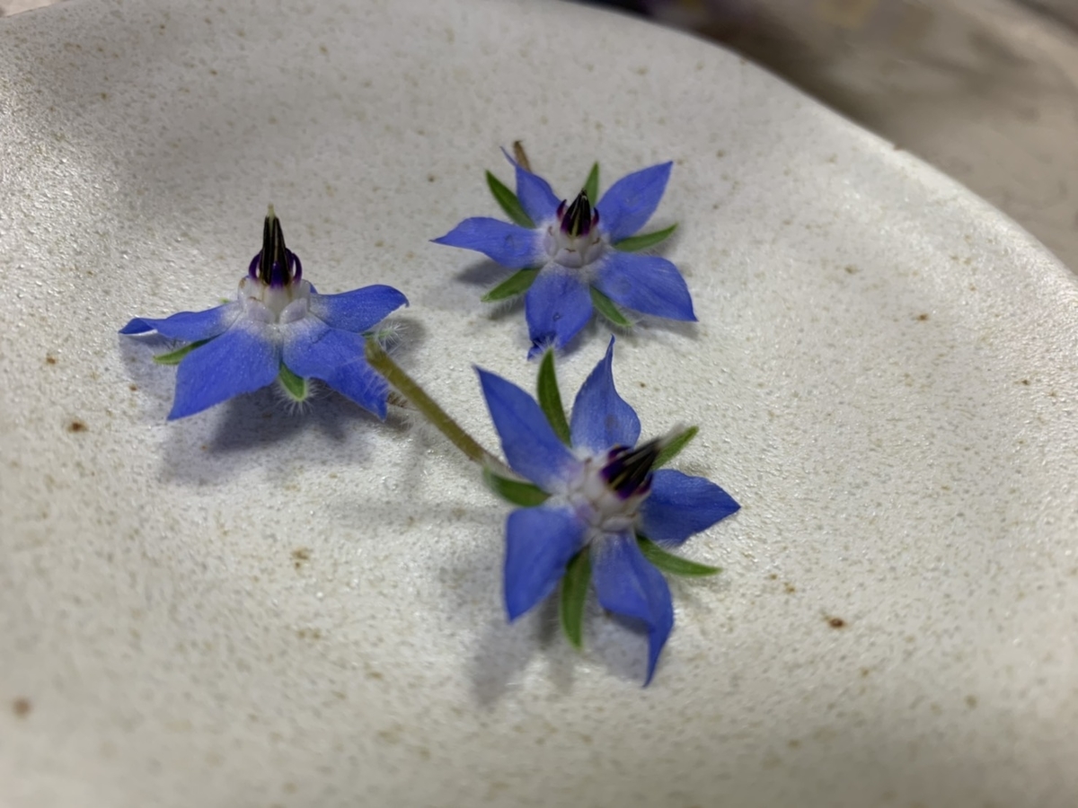 エディブルフラワーのボリジを育てて食べてみた きれいの素