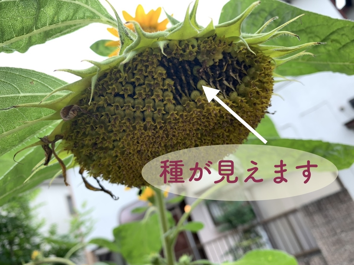 ひまわりの種が採れました。1つ失敗、2つ成功*^^* きれいの素 ひまわりの種が採れました。1つ失敗、2つ成功*^^* きれいの素