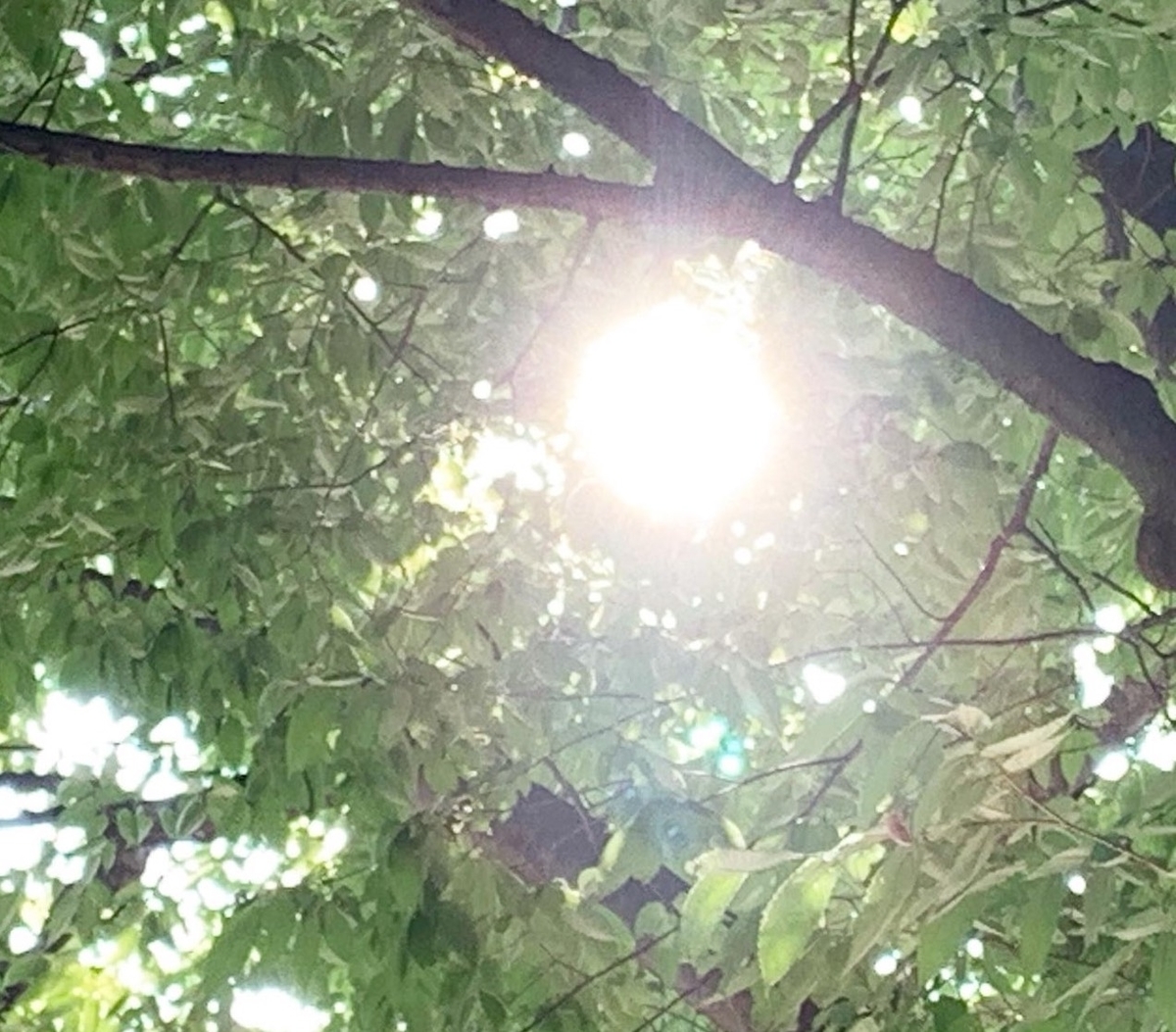 f:id:kmomiji:20200813185609j:plain