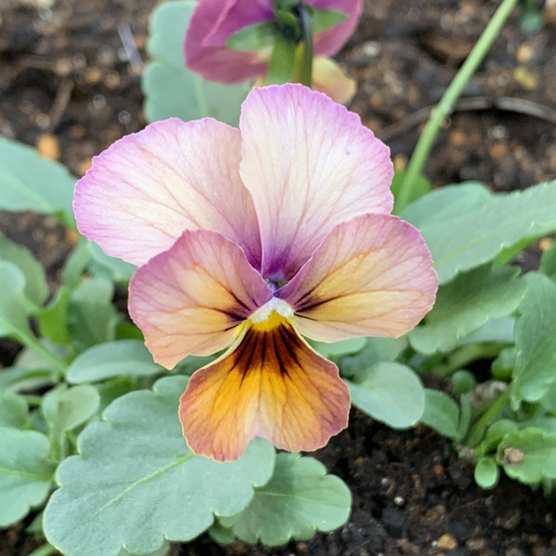 ニュアンスカラーの花が心を癒やす。今年は庭に優しい色を… - きれいの素