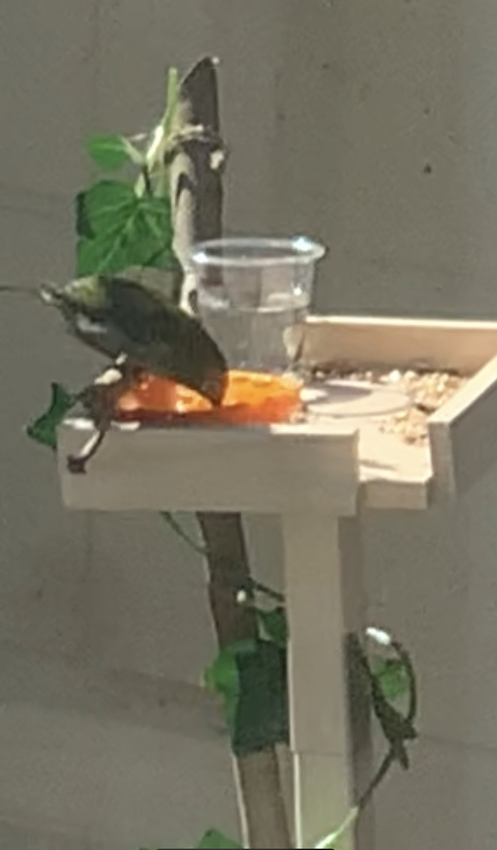 庭に小鳥を呼びたい 木の端切れで鳥の餌台を作ってみた きれいの素 庭に小鳥を呼びたい 木の端切れで鳥の餌台を作ってみた きれいの素