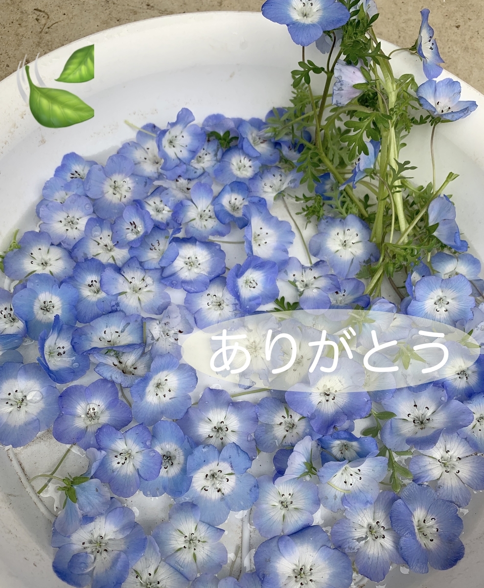 ネモフィラが庭で満開に 育てやすくて楽しめる可愛いお花 きれいの素 ネモフィラが庭で満開に 育てやすくて楽しめる可愛いお花 きれいの素