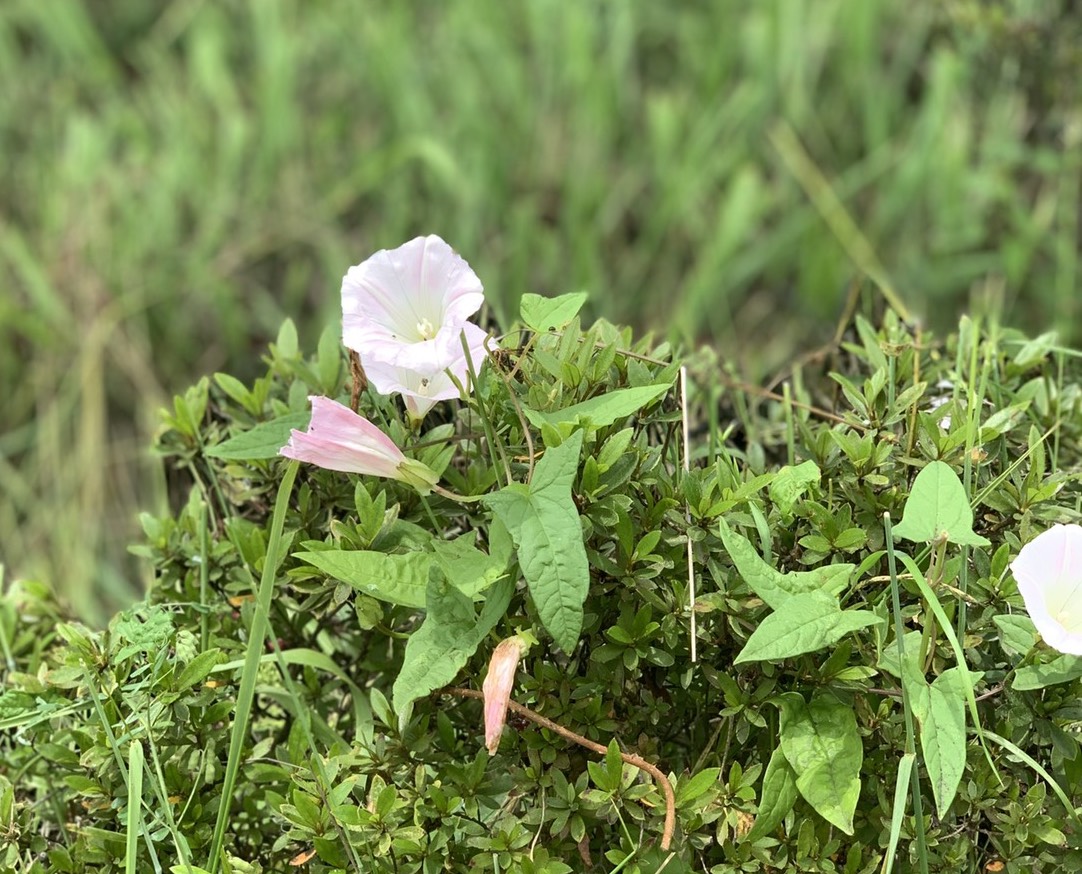 春の散歩道に咲く雑草の花たちに癒やされる きれいの素
