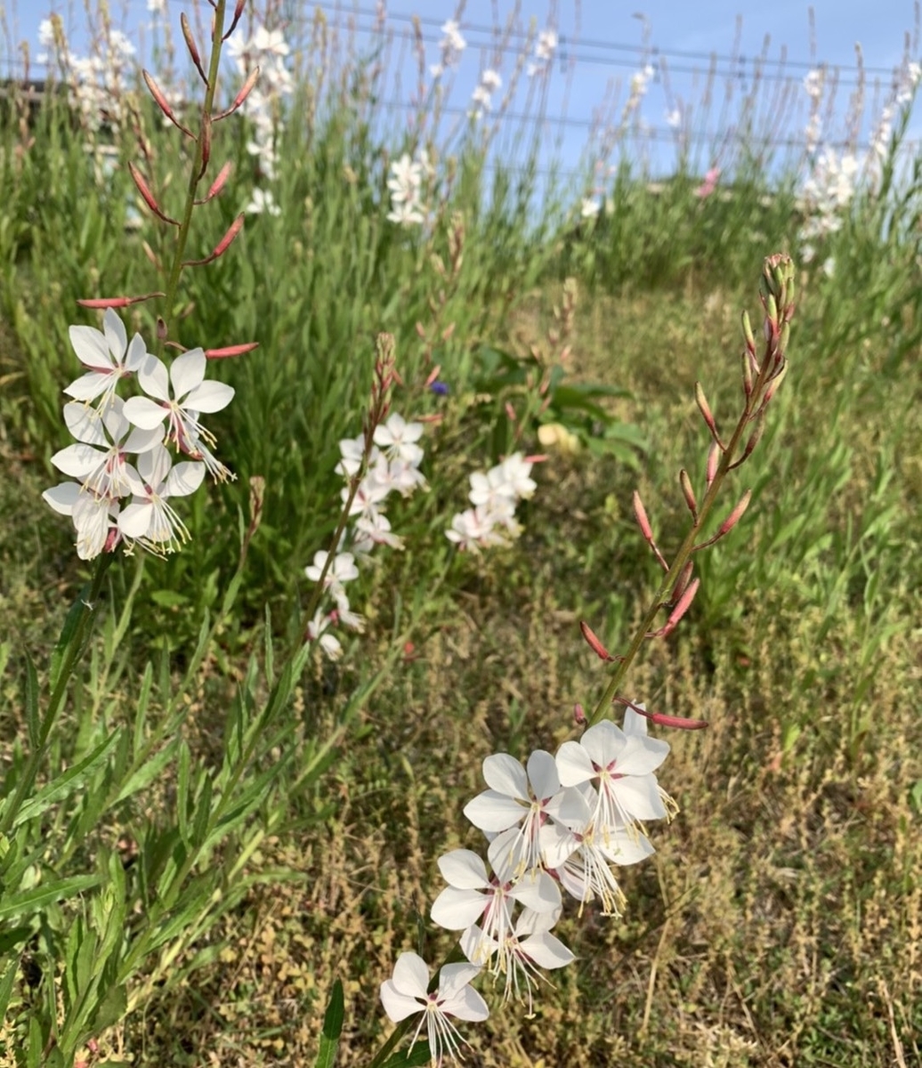 春の散歩道に咲く雑草の花たちに癒やされる きれいの素