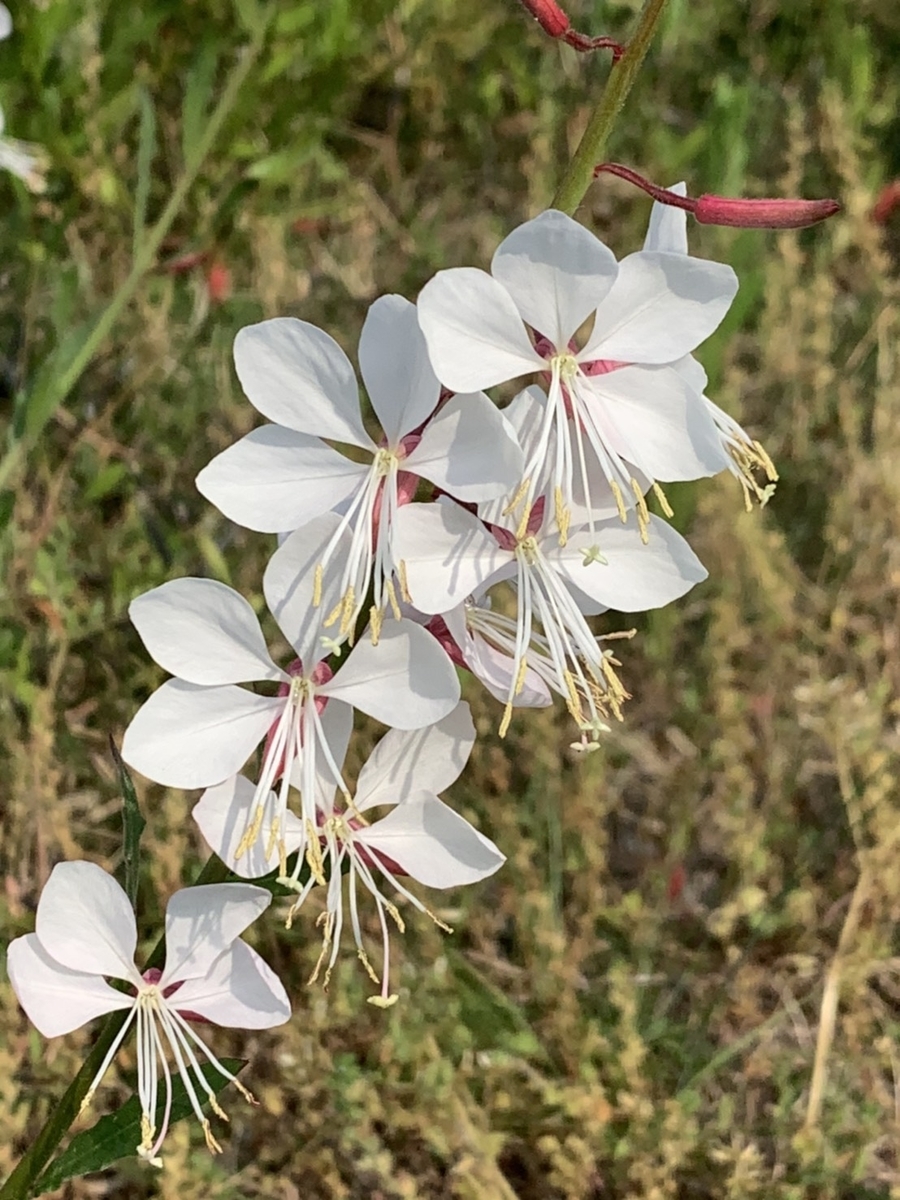 春の散歩道に咲く雑草の花たちに癒やされる きれいの素
