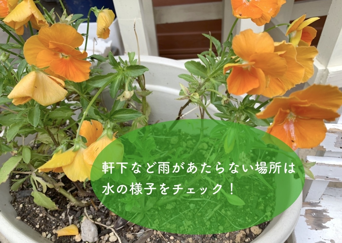 f:id:kmomiji:20210707153146j:plain