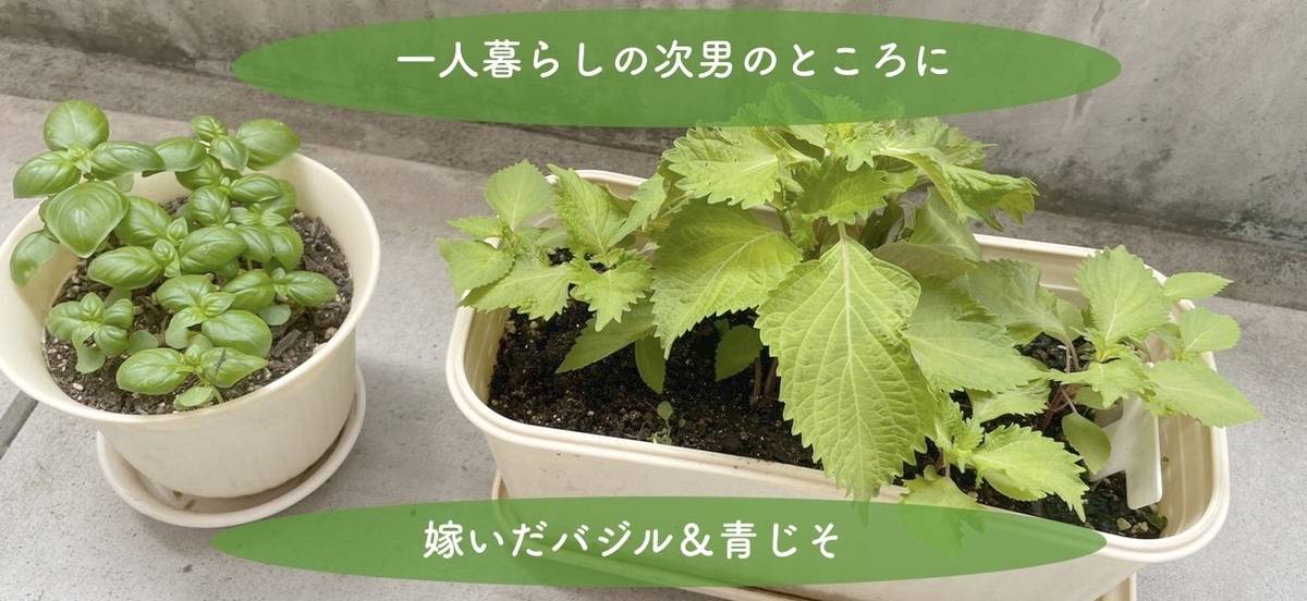 f:id:kmomiji:20210726171818j:plain