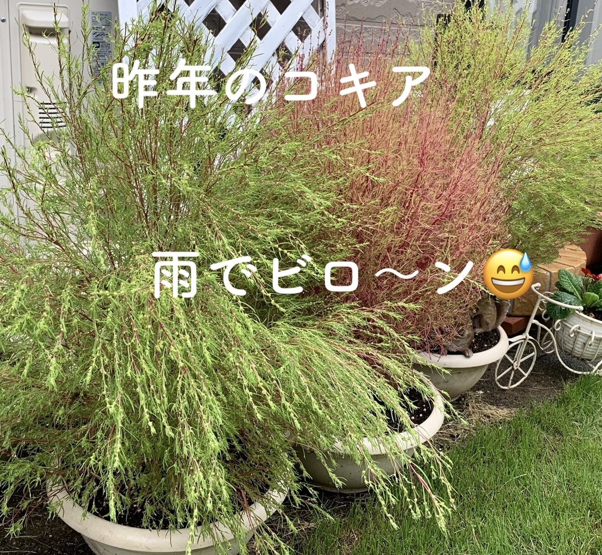 地植えしていたコキアが枯れた 鉢のゴールドクレストも根腐れ きれいの素