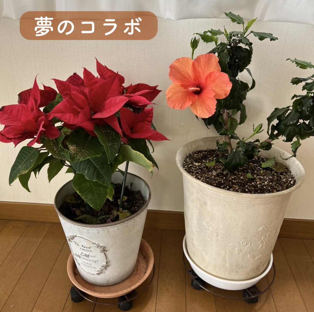 ハイビスカスの冬越し成功 ３月に開花で夢のコラボ きれいの素