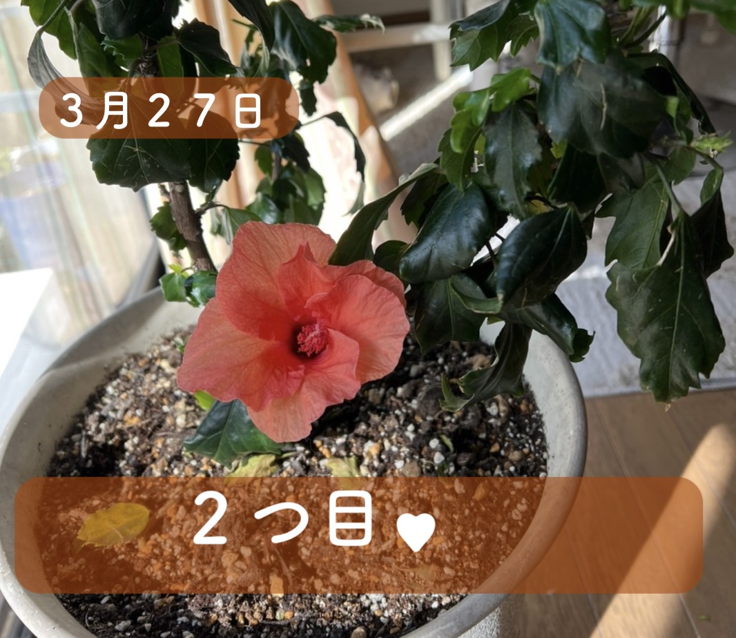 ハイビスカスの冬越し成功 ３月に開花で夢のコラボ きれいの素