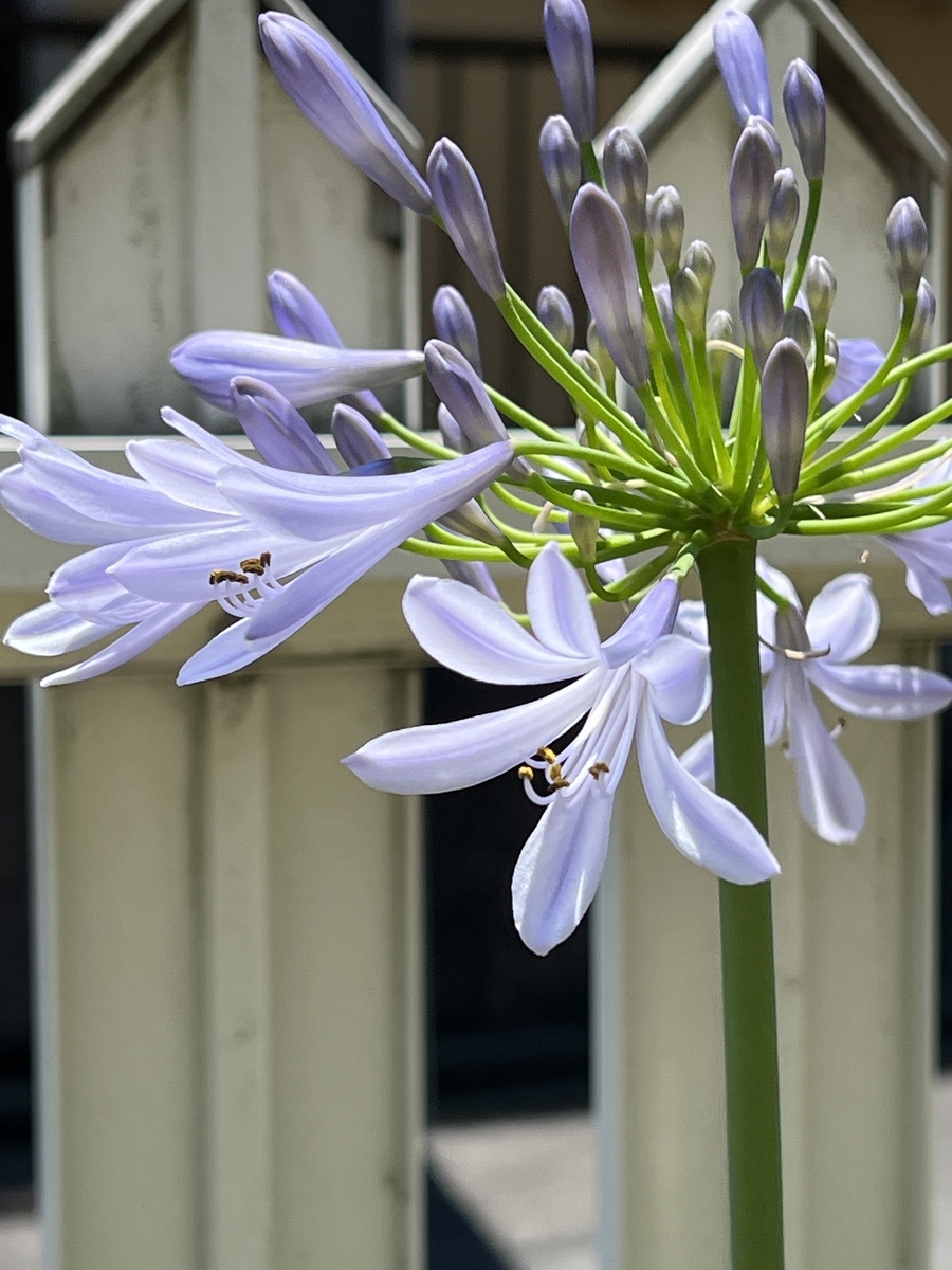 白いアガパンサスが咲きました - きれいの素