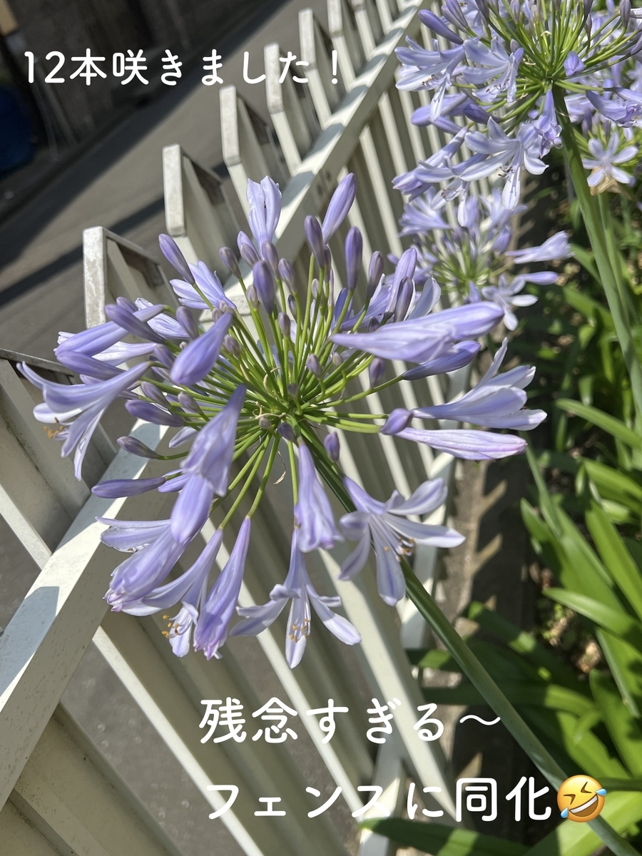 白いアガパンサスが咲きました - きれいの素
