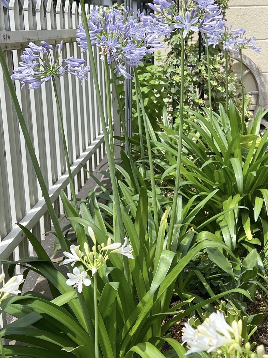 白いアガパンサスが咲きました - きれいの素