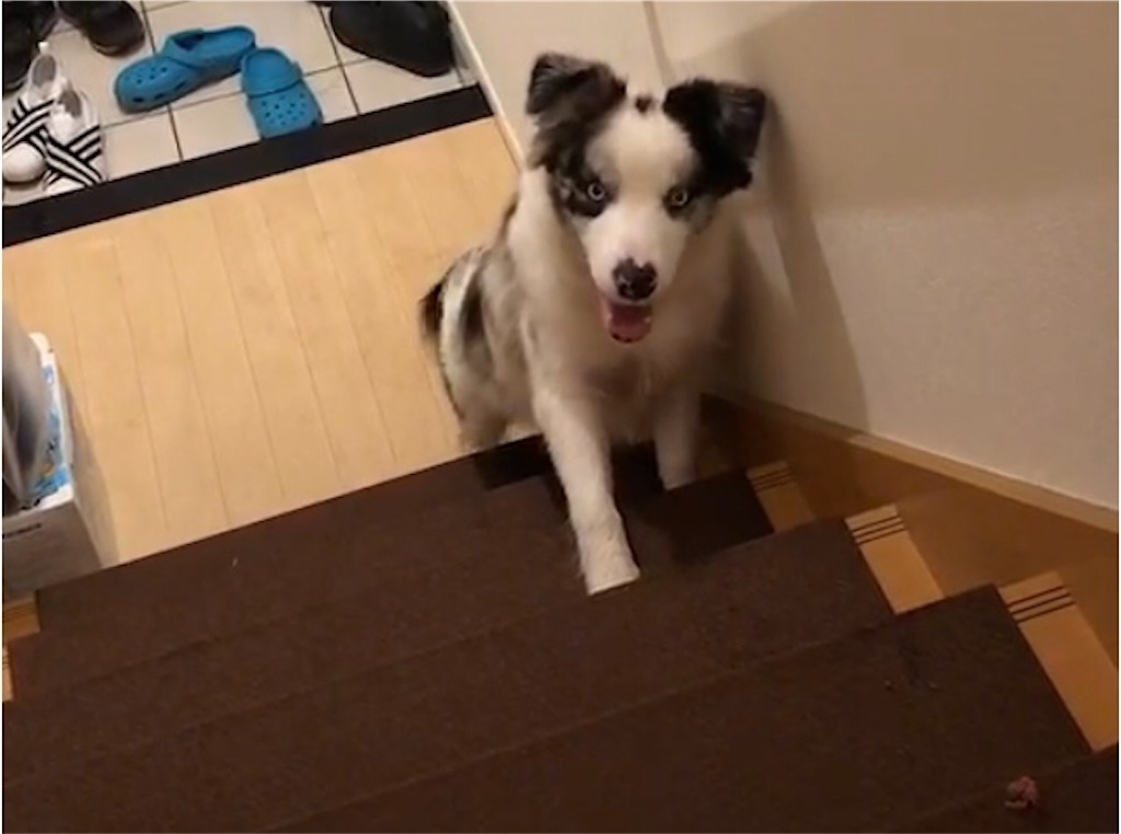 犬と階段の謎 おっさん革命