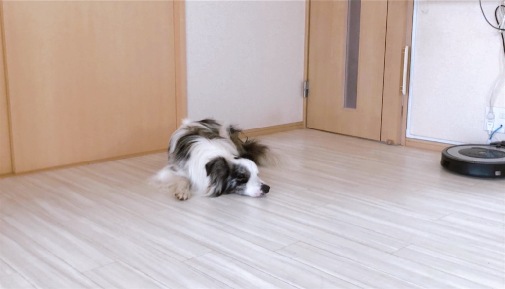 犬の体調不良 おっさん革命