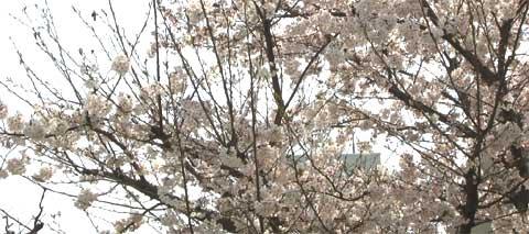 f:id:kn2:20050406214029:image