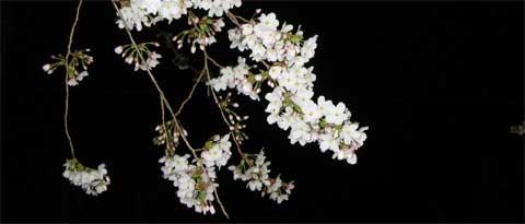 f:id:kn2:20050406214133:image