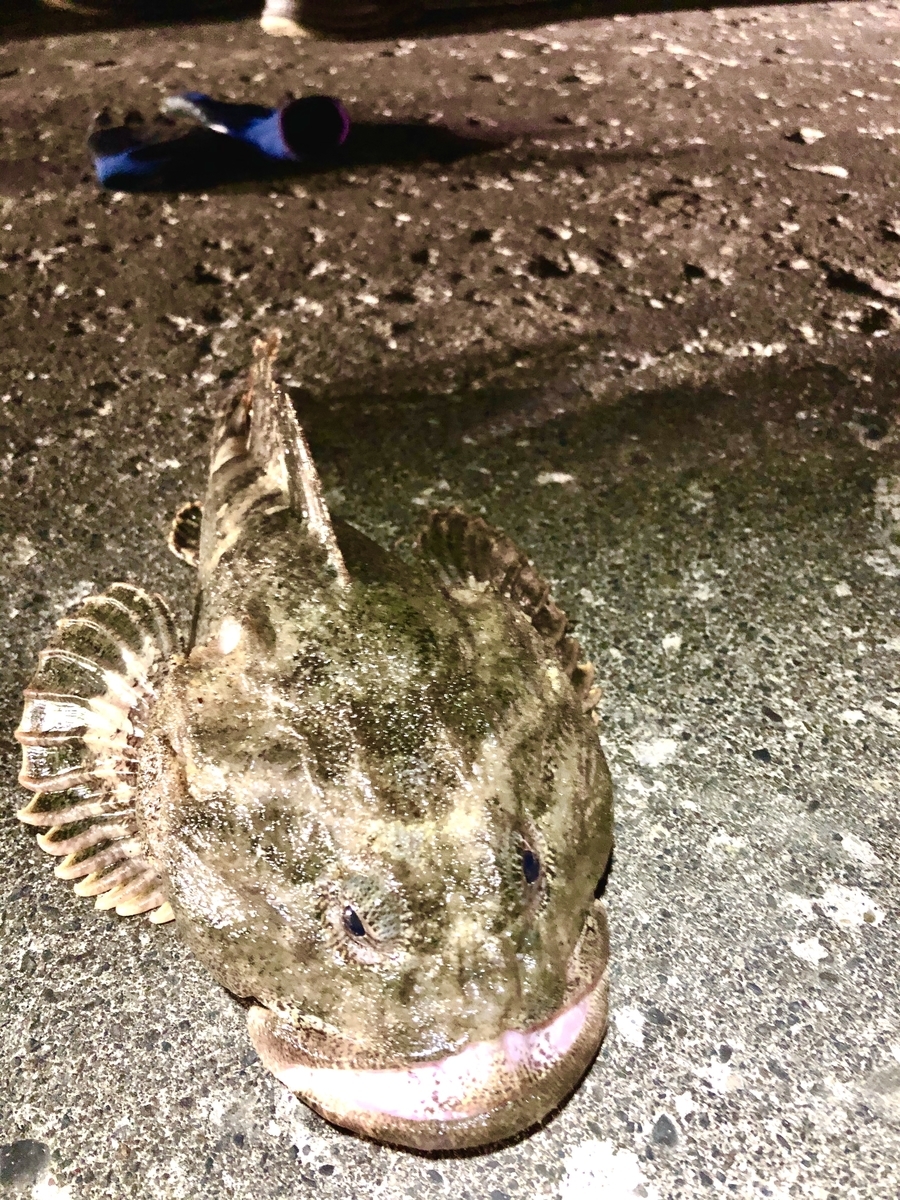 鍋壊しを釣る 行雲流水の如く