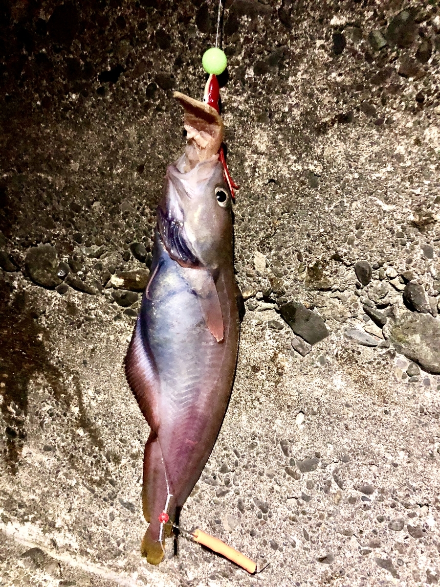 鍋壊しを釣る 行雲流水の如く