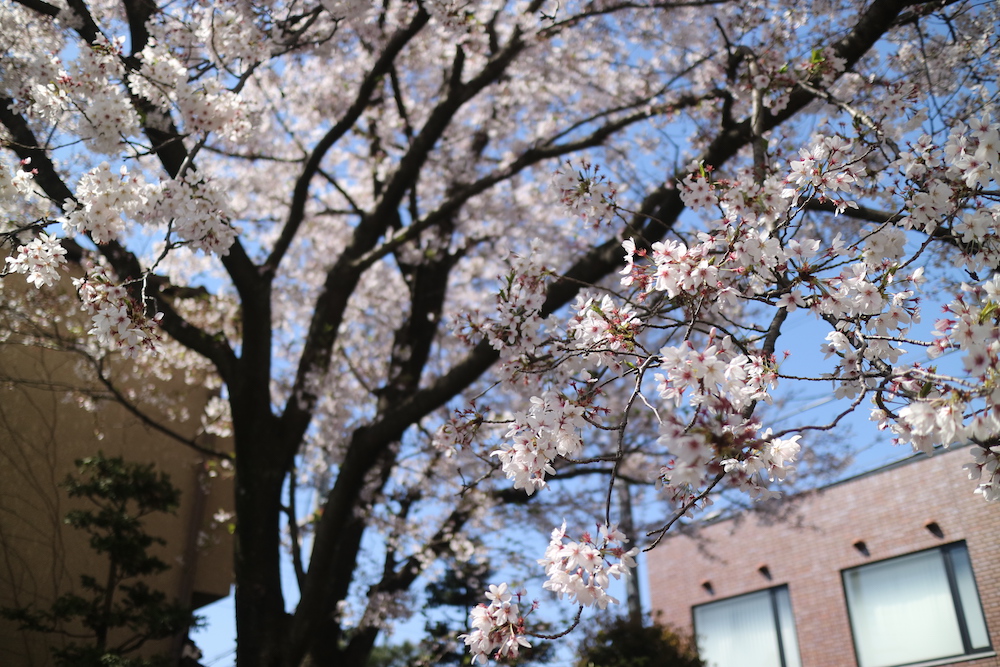 f:id:knada:20190414223729j:plain