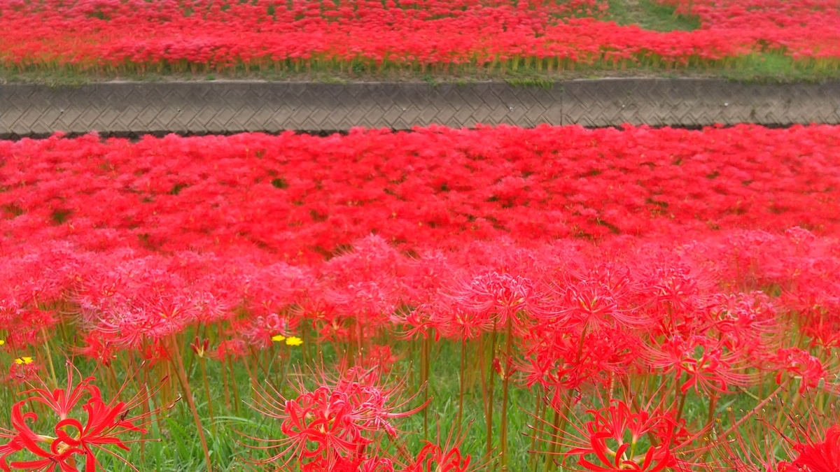 f:id:knananana:20201008190936j:plain f:id:knananana:20201008190936j:plain