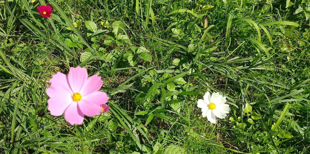 f:id:knananana:20201103064410j:plain