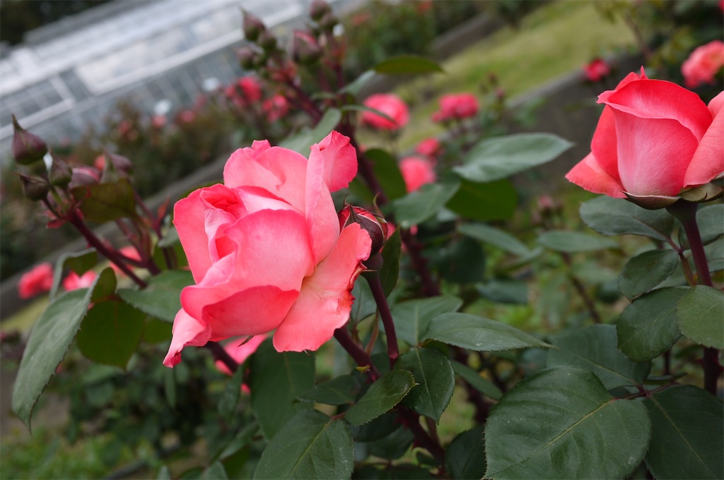 f:id:knatural24:20220606184404j:image f:id:knatural24:20220606184404j:image