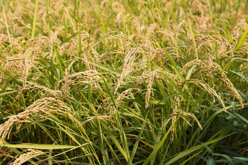 黄金駅の由来は何？金が採れたのか