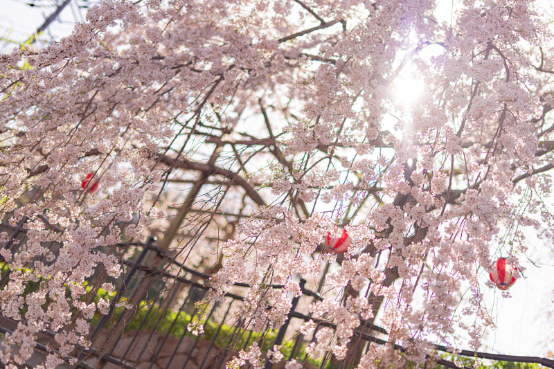 二上山駅から山登り。春は桜も見どころ