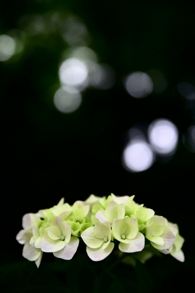 f:id:knissy10:20180719225907j:plain