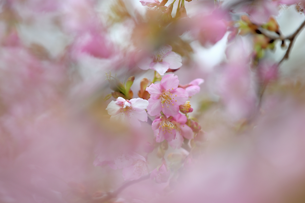 f:id:knissy10:20190312222040j:plain