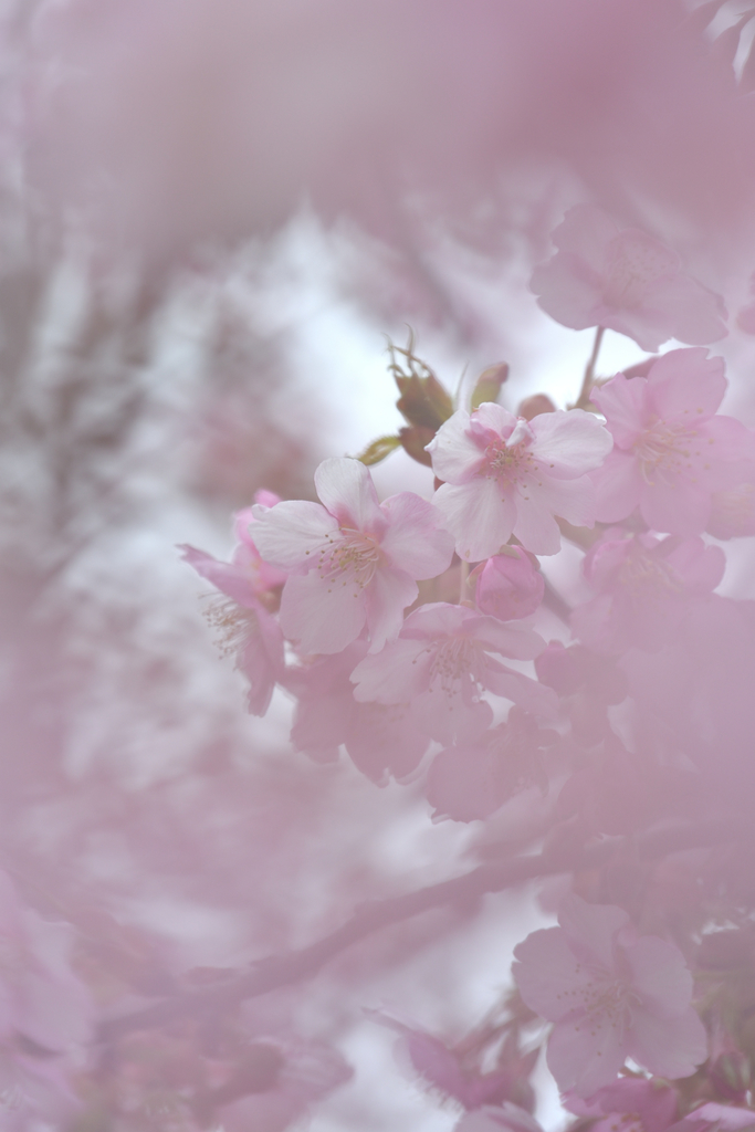 f:id:knissy10:20190312222042j:plain