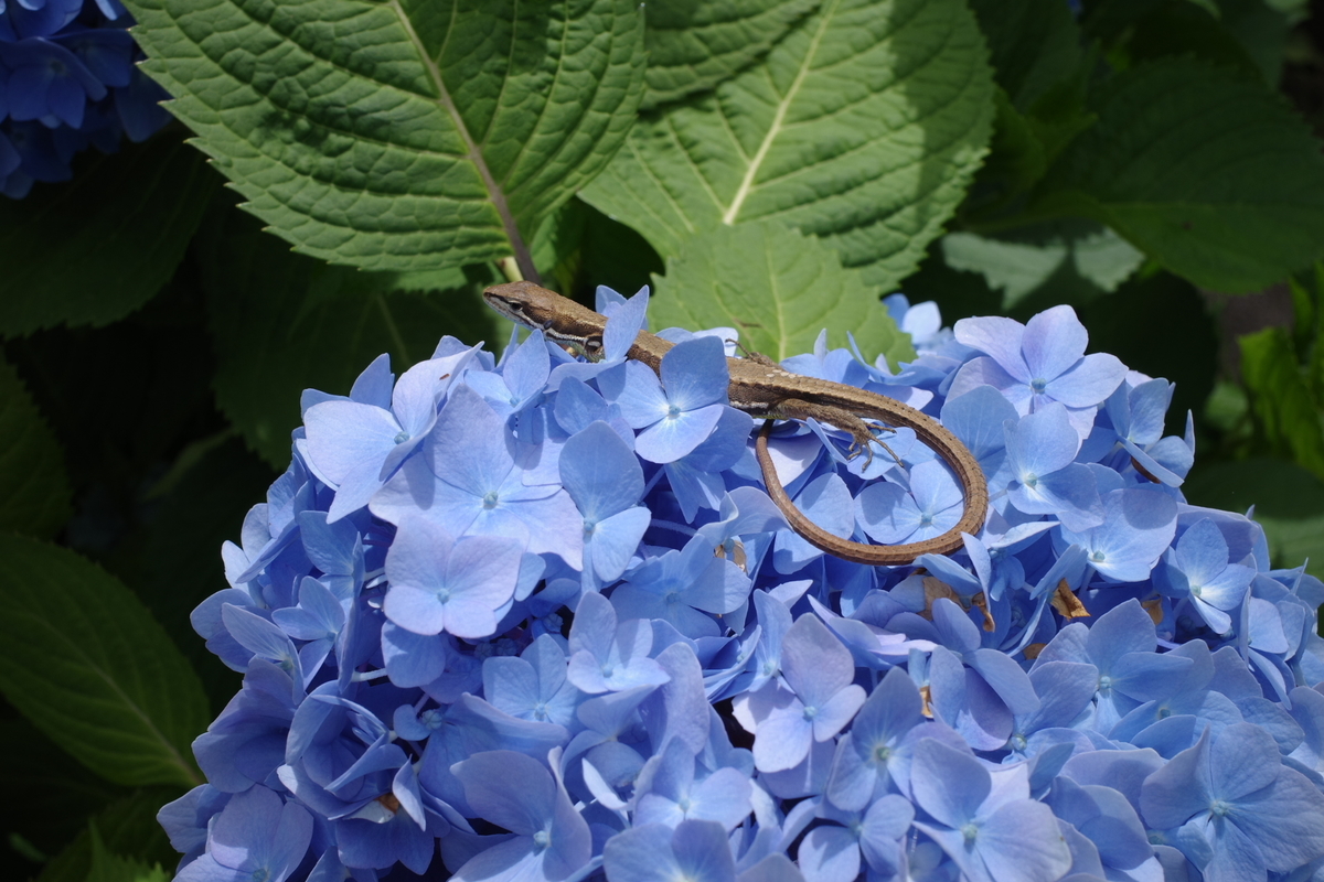f:id:knissy10:20190617230952j:plain
